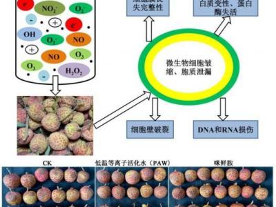 廣東以科技力量多措并舉力爭延長荔枝保鮮期