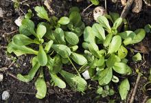 農(nóng)村常見的野菜，卻是個個身懷治病絕技