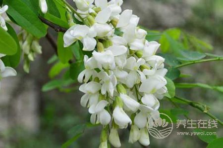 吃槐花有哪些好處?