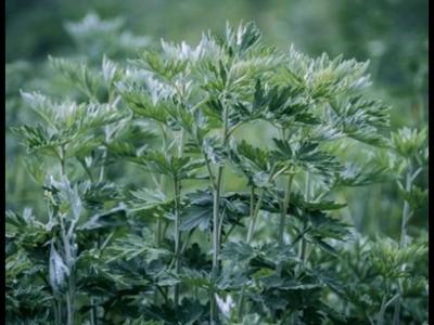 野艾草與家艾草的區(qū)別野艾草的功效與作用