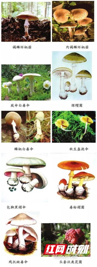 食菌季，中毒專家教您如何識別毒蘑菇