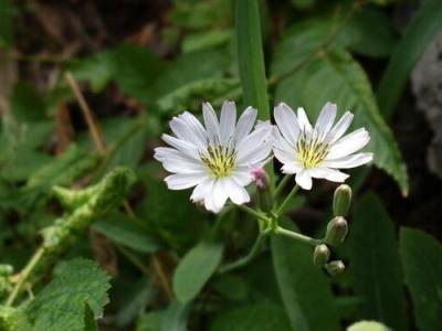 苦菜花泡水喝對(duì)身體益處與損害