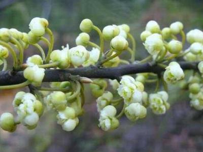 山胡椒花怎么做好吃 山胡椒花的做法