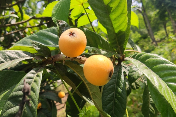 枇杷葉上的毛有什么害處 枇杷葉怎么使用