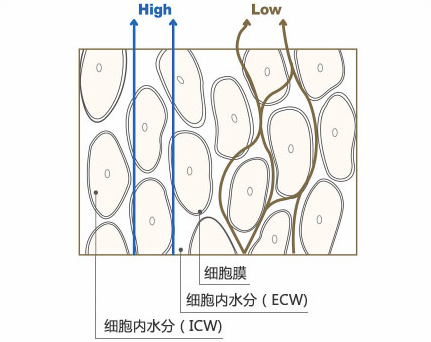 InBody介紹 什么是人體成分分析儀