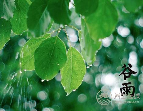 谷雨養(yǎng)生如何養(yǎng)肝護肝？谷雨養(yǎng)生重在養(yǎng)肝祛濕防過敏