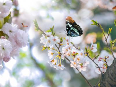 春天容易濕氣重，喝什么茶可以除濕？