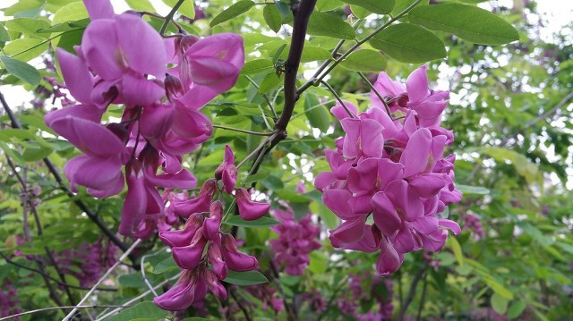 留住春天的味道——凍槐花餃子餡怎么做更美味？