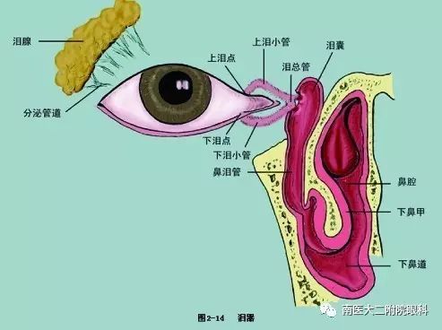 淚道阻塞的癥狀和危害有哪些？