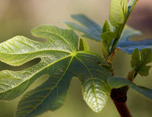 無(wú)花果葉泡水喝的功效