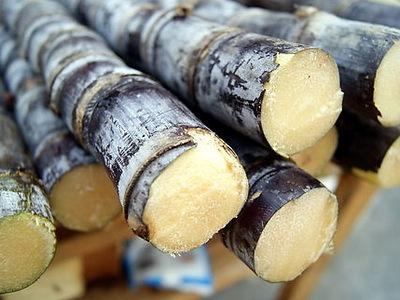 甘蔗學(xué)名：甘蔗，英文：Sugar cane