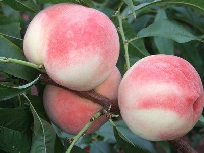 桃學(xué)名：桃，英文：peach